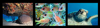 BVI Coral Shoal